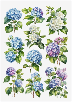 3D-Rub On Aufkleber - Hortensien - RB3-114