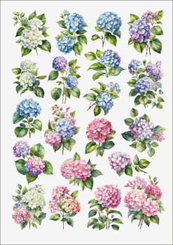 3D-Rub On Aufkleber - Hortensien - RB3-116