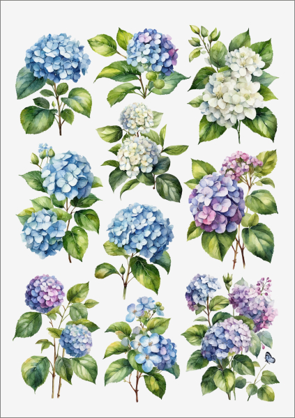 3D-Rub On Aufkleber - Hortensien - RB3-114