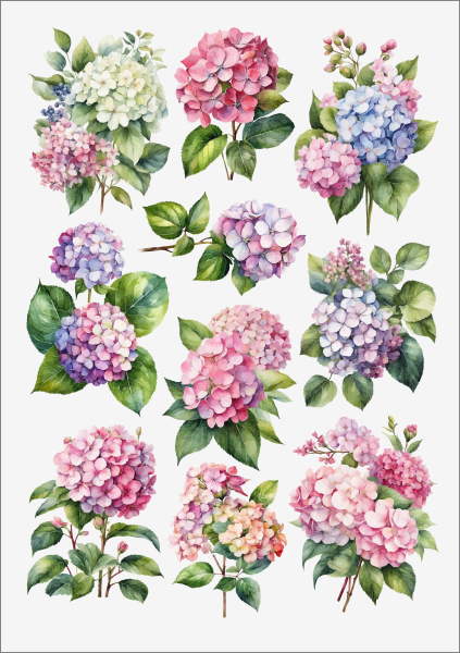 3D-Rub On Aufkleber - Hortensien - RB3-115